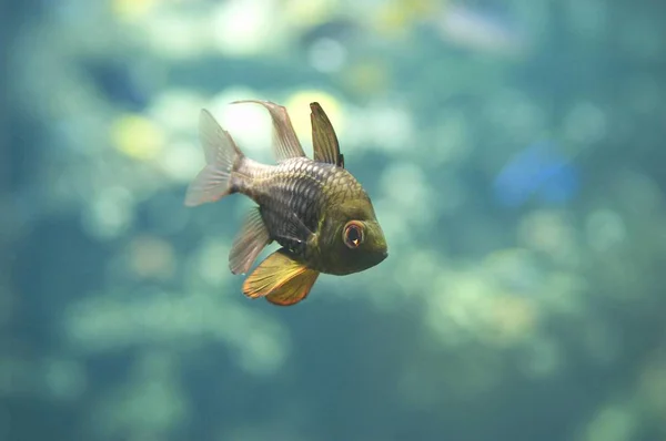 睡衣或睡衣 Cardinalfish Sphaeramia Nematoptera — 图库照片