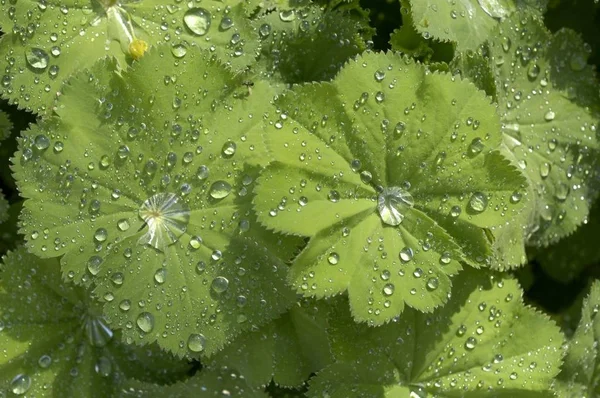 Wassertropfen Auf Damenmantel Hinterlassen Alchemilla Mollis — Stockfoto