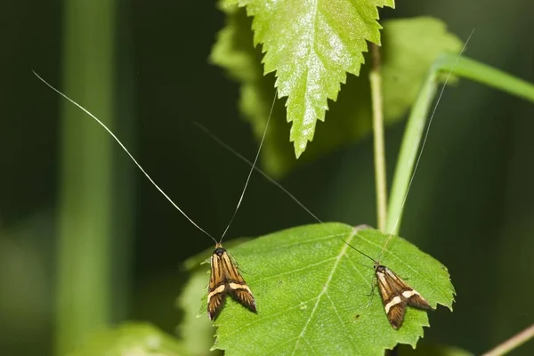 Longhorn Nemophora Moly Degeerella Németország — Stock Fotó