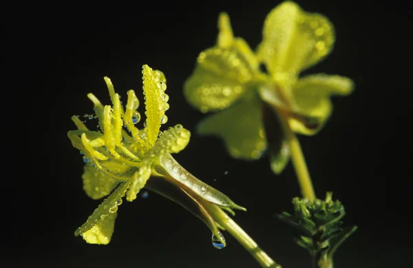 Common Eveningprimrose Evening Primroses Oenothera Biennis Medicinal Plant Germany — Stock Photo, Image