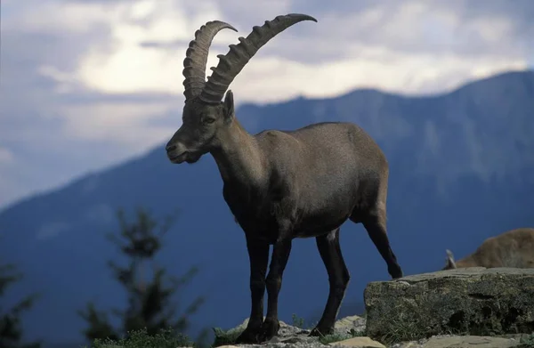 Ibex Capra Ibex Áustria Nas Montanhas — Fotografia de Stock