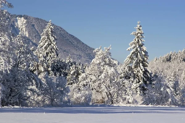 Paesaggio Invernale Innevato Nel Murnauer Moos Moor Vicino Murnau Alta — Foto Stock