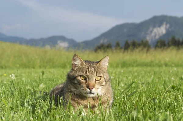 Katt Grönt Gräs Vacker Sommaräng — Stockfoto