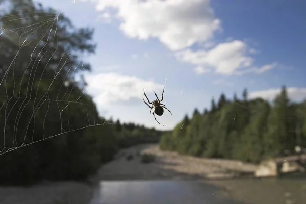 Cross spider is watching in her net