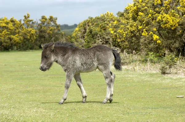 Shetland Pony Inghilterra Sud Occidentale — Foto Stock