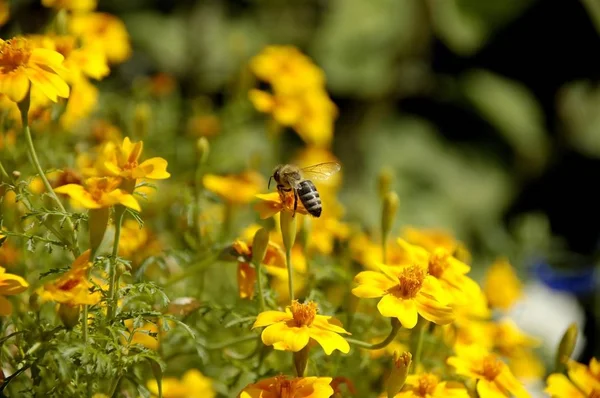 Biene Sitzt Auf Ringelblumen Tagetes — Stockfoto