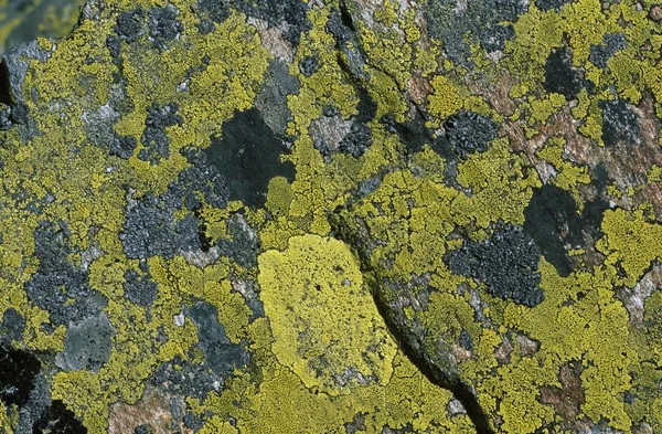 Lichens Rhizocarpon Contexte Géographique — Photo