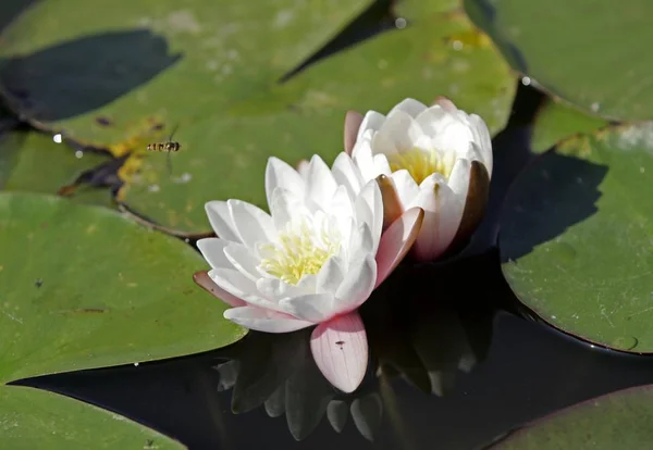 White Sea Rose Pond Lily — Stock Photo, Image