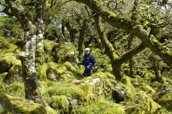 Köprü Dartmoor Yakınlarındaki Whistmans Ormanı Nda Bir Çocuk Dartmoor Ulusal — Stok fotoğraf