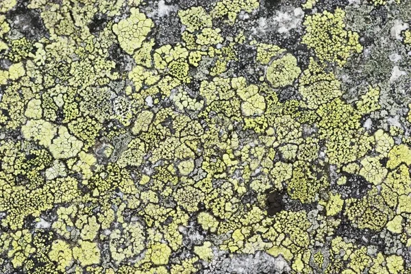 Lichens Rhizocarpon Geographicum Lusen Parque Nacional Floresta Baviera Alemanha — Fotografia de Stock