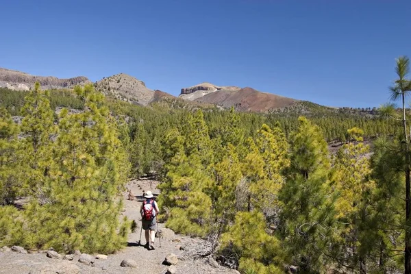 Hiking Trail Pine Forest Vilaflor Tenerife Canary Islands Spain — Stock Photo, Image