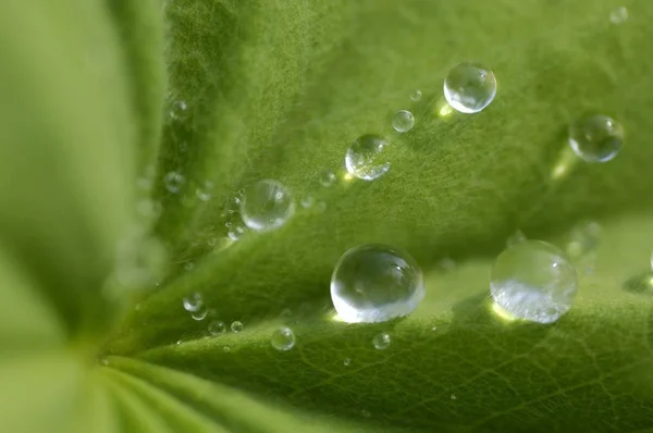 Wassertropfen Auf Damenmantel Hinterlassen Alchemilla Mollis — Stockfoto