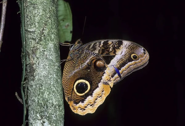 Borboleta Caligo Uranus Chiapas México Grama — Fotografia de Stock