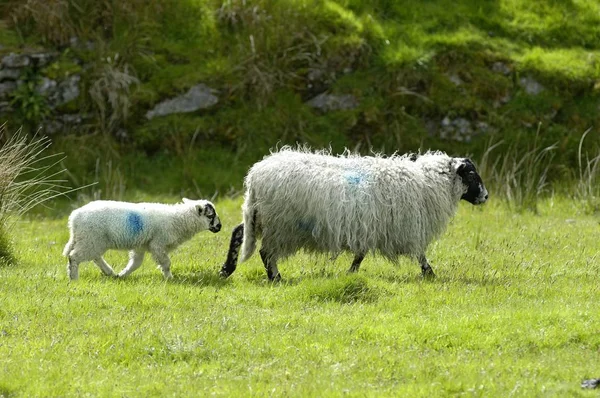 Parque Nacional Sheep Dartmoor Devon Inglaterra — Foto de Stock