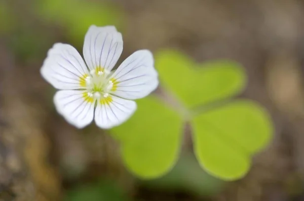 Обыкновенный Соррель Oxalis Acetosella Flower Cloverleaf — стоковое фото