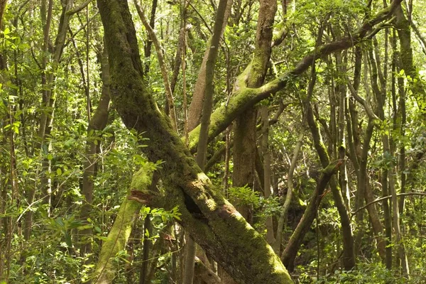 Národní Park Garajonay Gomera Kanárské Ostrovy — Stock fotografie