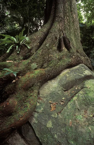 Árbol Gigante Sobre Roca Bosque Virgen Isla Tioman Malasia — Foto de Stock