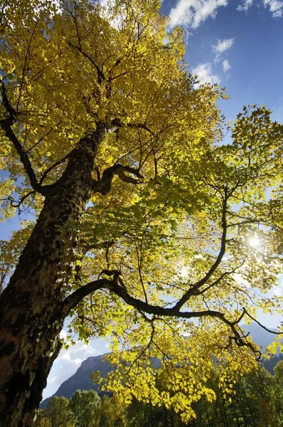 Árvore Grande Com Folhas Verdes Amarelas Outono — Fotografia de Stock