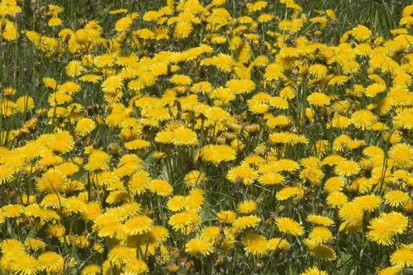 Maskros Bearnan Brud Taraxacum Officinale — Stockfoto