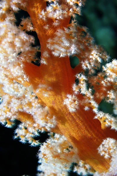 Middle East Egypt Red Sea Underwater Life — Stock Photo, Image