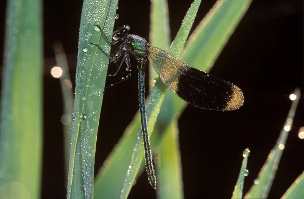 Blackwing Agrion 带状蓑男性 Calopteryx 芨芨草 — 图库照片