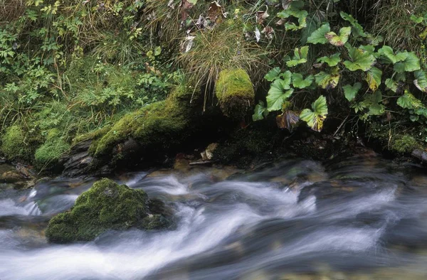 Creek Nelle Alpi Baviera — Foto Stock