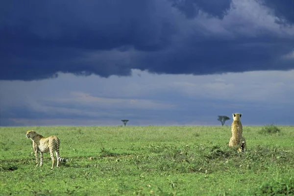 Dwa Gepardy Patrząc Acinonyx Jubatus Masai Mara Kenia — Zdjęcie stockowe