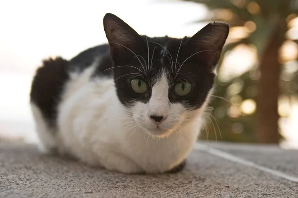 Gato Sentado Sobre Asfalto Gomera — Foto de Stock