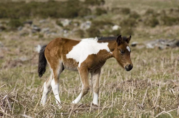 Źrebię Kuc Dartmoor National Park Devon Anglii — Zdjęcie stockowe