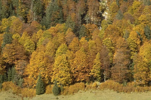 노란색 나무가 — 스톡 사진