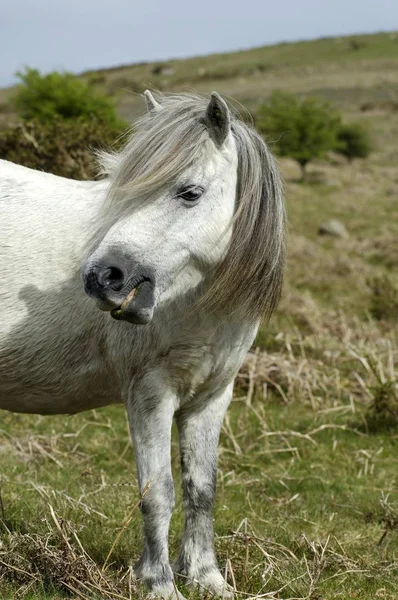 Parque Nacional Pony Dartmoor Devon Inglaterra —  Fotos de Stock