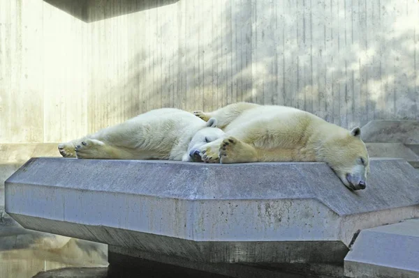 Полярні Ведмеді Урсус Maritimus Зоопарк Мюнхен Німеччина Європа — стокове фото