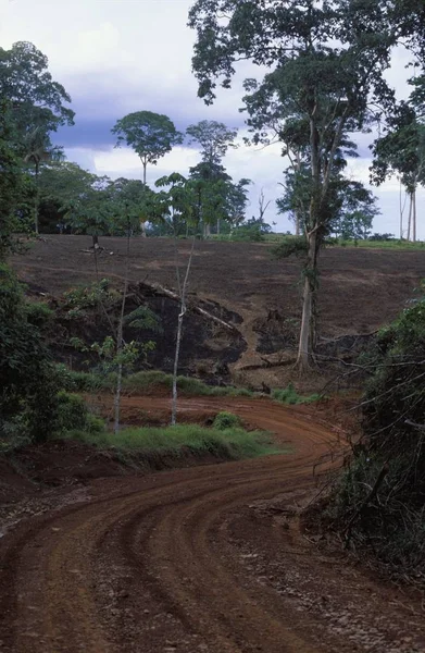 Carretera Selva Llanura San Carlos Costa Rica — Foto de Stock