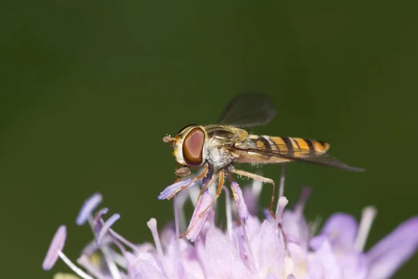 Hoverfly Epistrophe Balteata Ξύλο Scabious Knautia Sylvatica Γερμανία — Φωτογραφία Αρχείου