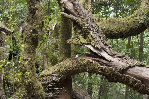 Floresta Laurel Parque Nacional Garajonay Gomera Ilhas Canárias — Fotografia de Stock