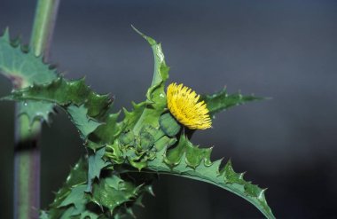 Spiny Sowthistle Sonchus asper Germany clipart