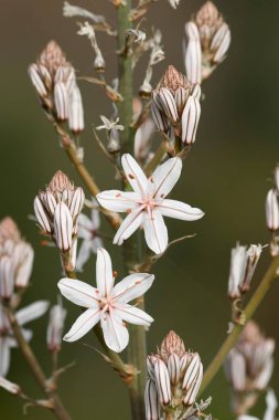 Blooms of asphodel - Asphodelus sp. - Madeira clipart