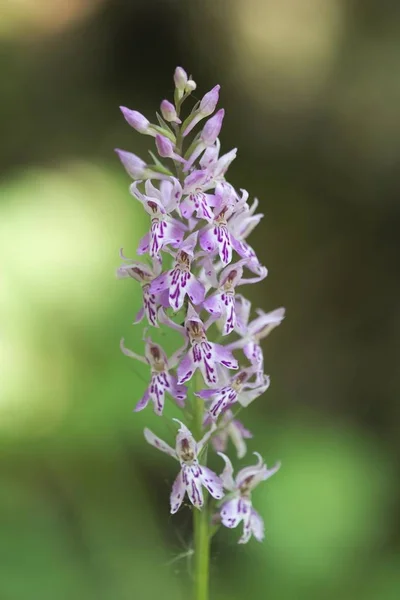 Common Spotted Orchid Flower Dactylorhiza Fuchsii — Stock Photo, Image