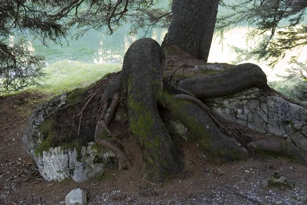 Fir Bij Obernberg Stubaier Alpen Tirol — Stockfoto