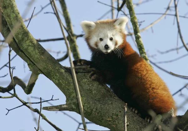 Mignon Red Panda Ailurus Fulgens Sur Arbre Dans Zoo — Photo