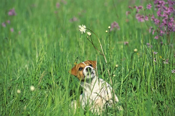 Młody Jack Russel Terrier Zielonej Trawie — Zdjęcie stockowe