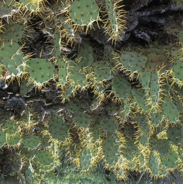 砂漠のサボテンの植物 トップ ビュー — ストック写真