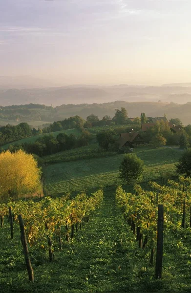 Sausal 施蒂里亚奥地利的葡萄园 — 图库照片