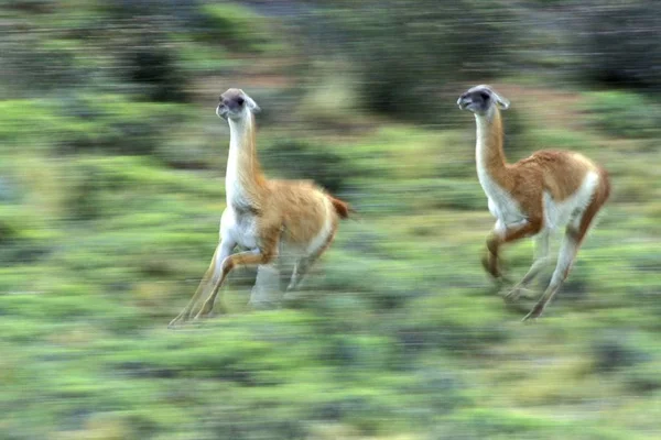 Guanacos Maschio Lama Guanicoe Che Rincorrono Parco Nazionale Torres Del — Foto Stock