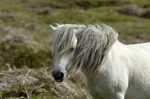 Parque Nacional Pony Dartmoor Devon Inglaterra —  Fotos de Stock