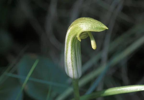 Capucha Del Fraile Arisarum Vulgare Mallorca —  Fotos de Stock