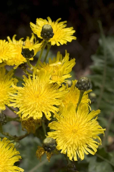 Sonchus Gomerensis Islas Canarias Gomera —  Fotos de Stock