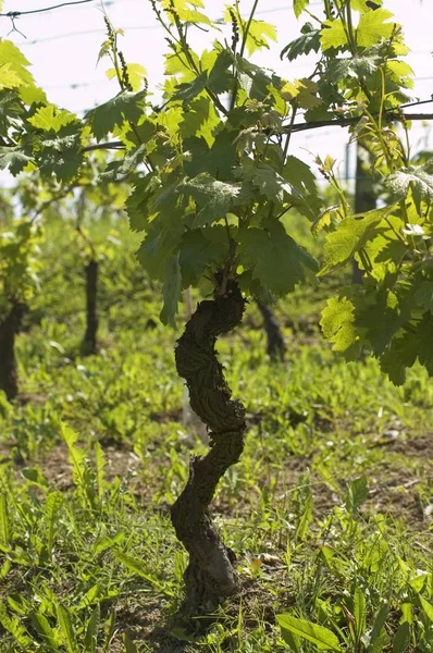 Vineyard Grape Vine Casorzo North Asti Piedmont Piemonte Italy — Stock Photo, Image