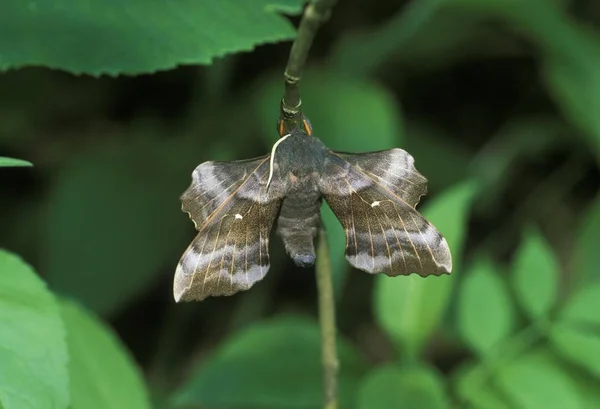 Λεύκα Hawk Moth Λαοθόη Λαού — Φωτογραφία Αρχείου