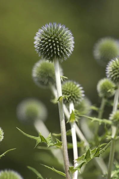 Büyük Küre Thistle Echinops Sphaerocephalus Bitki — Stok fotoğraf